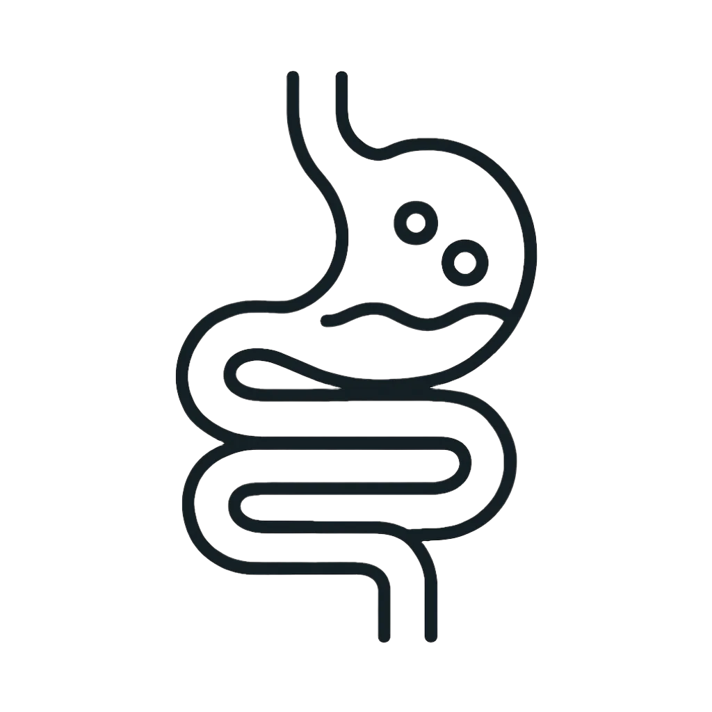 Outline of a stomach and intestines on a white background