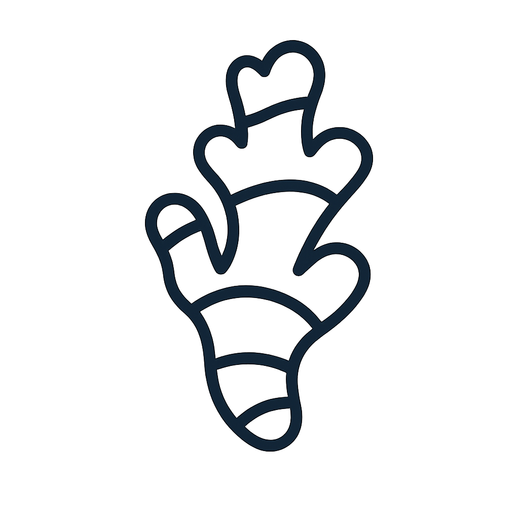 Ginger Root Line Illustration